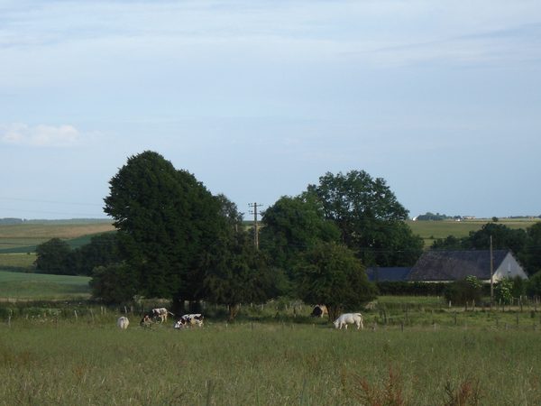 La prairie avec l'arbre, et la maison au loin.