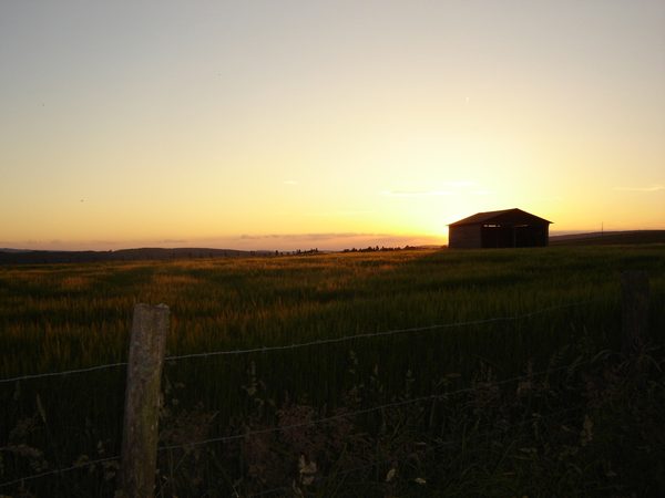 Lumière du soir sur un champ avec une remise.