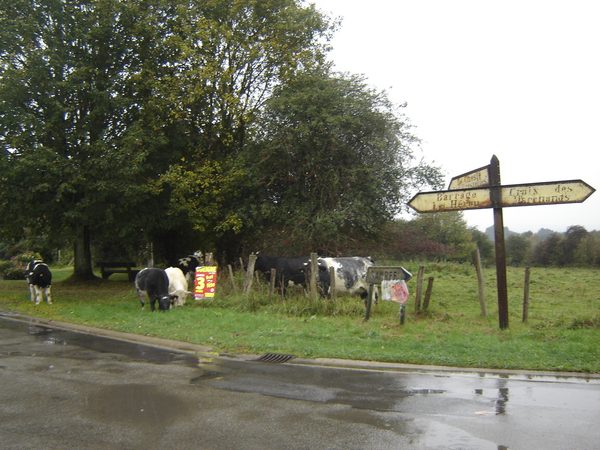 Panneau sur une route mouillée, avec des vaches sur le bas-côté.