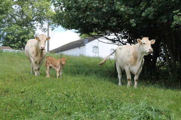 Des vaches et un veau dans la prairie voisine.