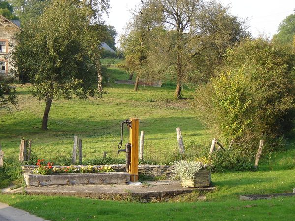 Le jardin avec le vieil arbre.